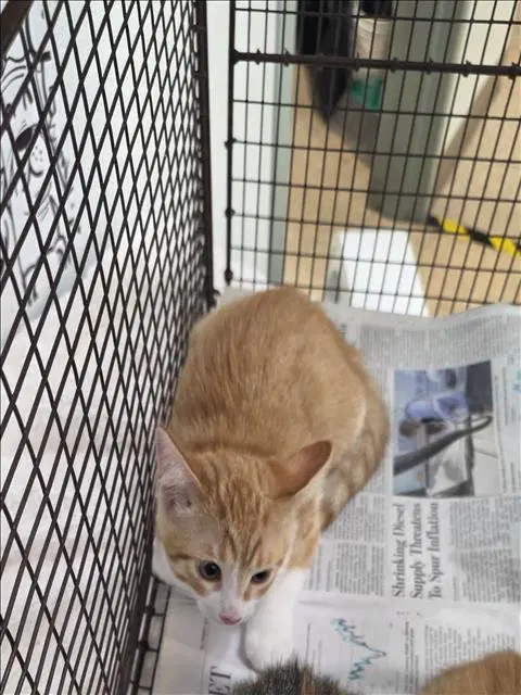 Unknown - Domestic Short Hair