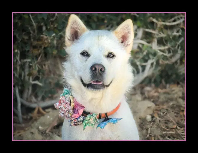 Sally - American Eskimo Dog