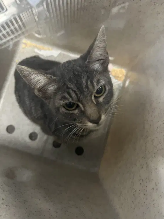 Unknown - Domestic Short Hair