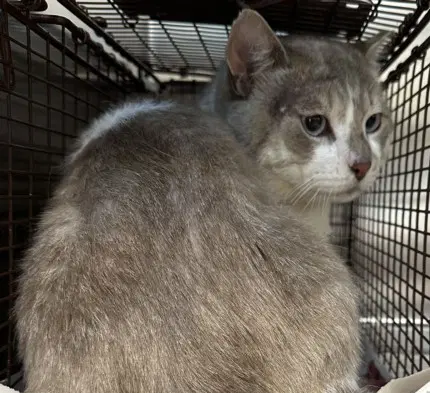 Baxter - Domestic Medium Hair
