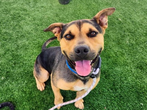 picture of the dog needing adoption