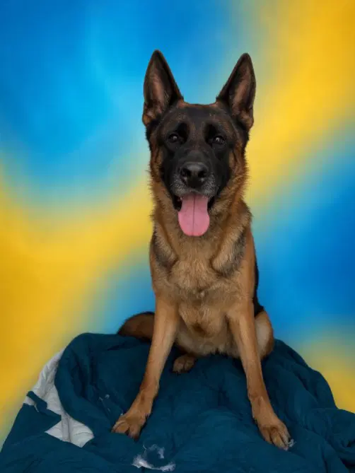 Meiko - German Shepherd Dog
