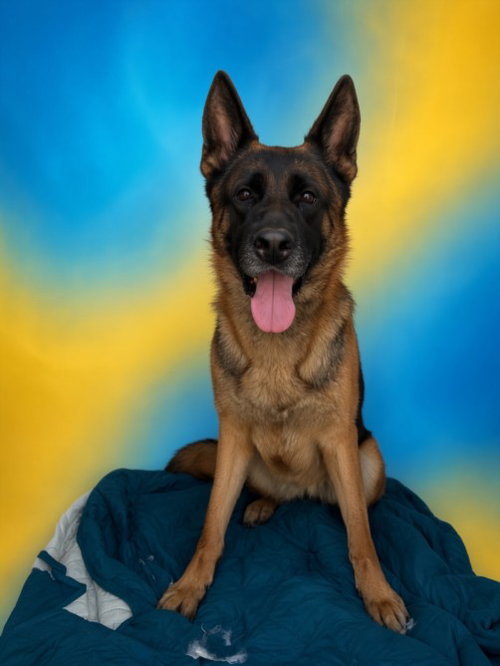 picture of the dog needing adoption