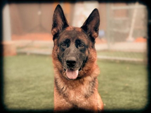 MEIKO, a dog for adoption from Harbor Animal Care and Control Center
