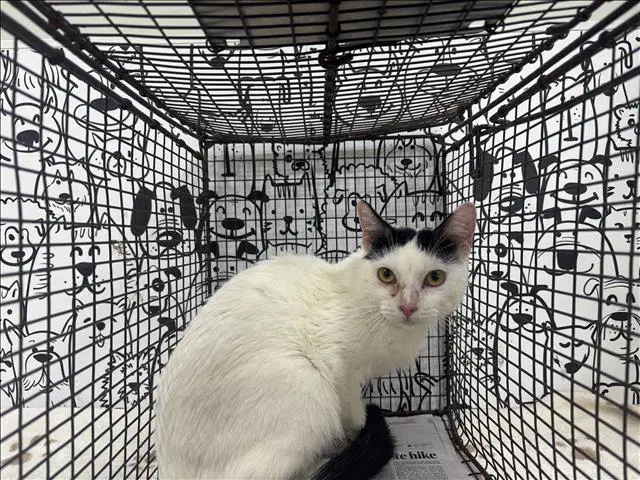 Unknown - Domestic Short Hair