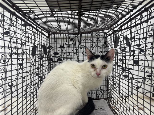 picture of the cat needing adoption