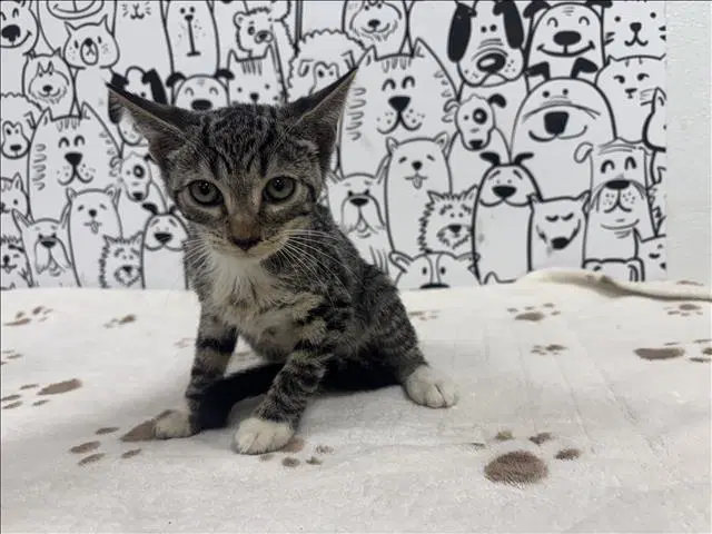 Unknown - Domestic Short Hair