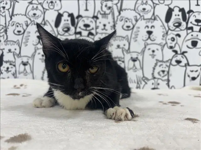 Unknown - Domestic Short Hair