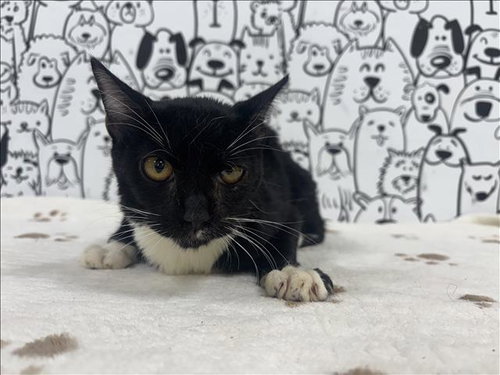 picture of the cat needing adoption