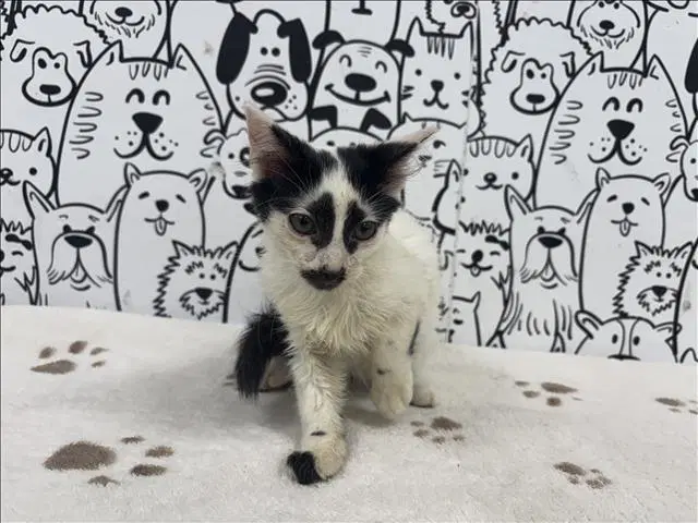 Unknown - Domestic Short Hair
