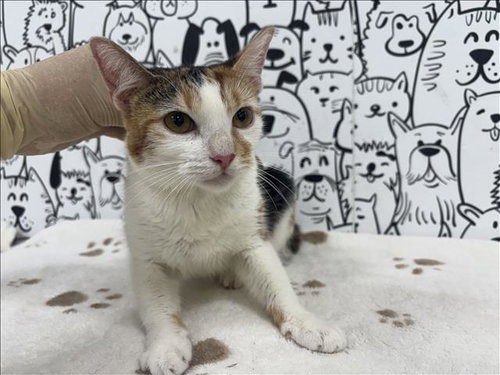 picture of the cat needing adoption