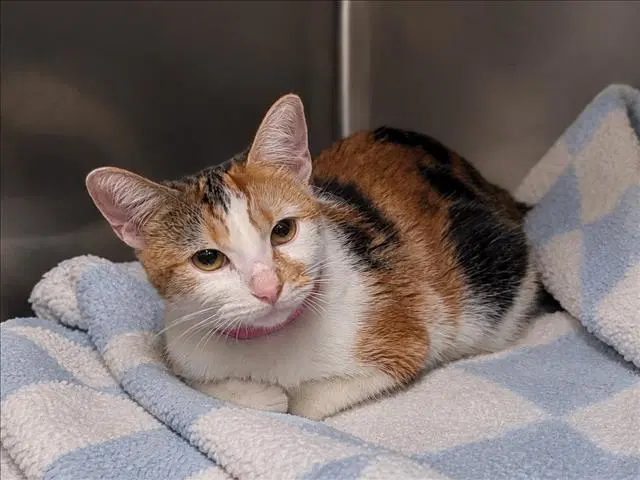 Pumpkin - Domestic Short Hair