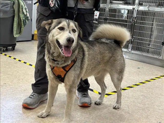 Oreo - Siberian Husky