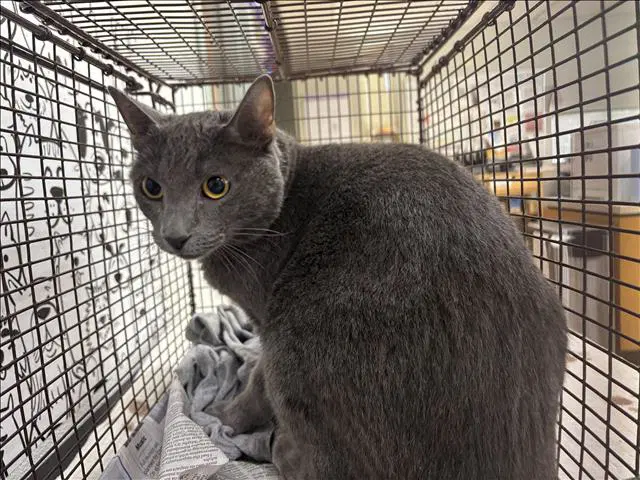 Lucy - Domestic Short Hair