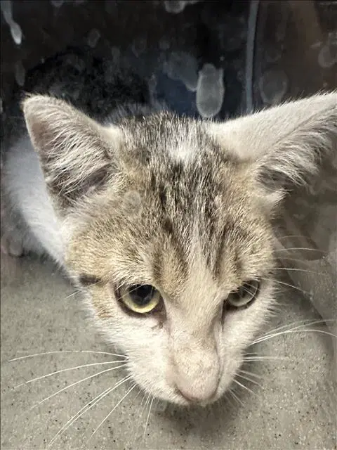 Unknown - Domestic Short Hair