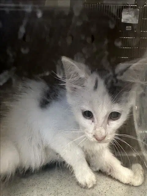 Unknown - Domestic Short Hair