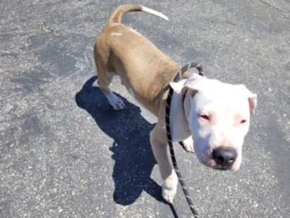Ollie - American Pit Bull Terrier
