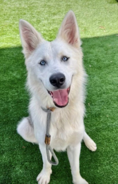 picture of the dog needing adoption