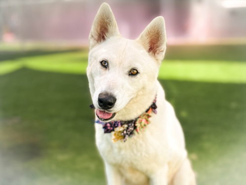 picture of the dog needing adoption