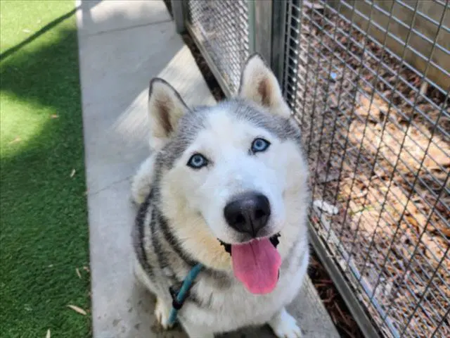 Harper - Siberian Husky