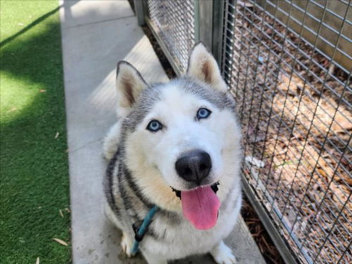 picture of the dog needing adoption