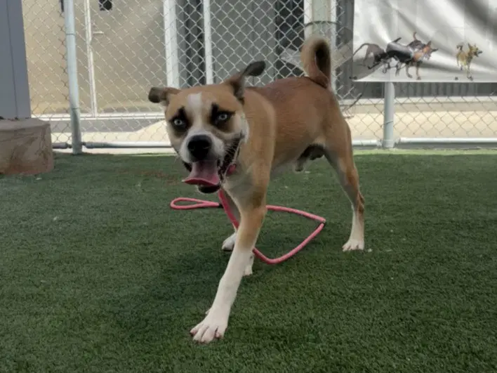 Peanut - Black Mouth Cur