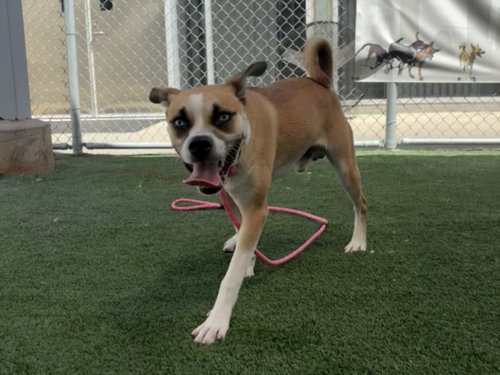 picture of the dog needing adoption