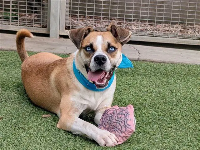 Peanut - Boxer
