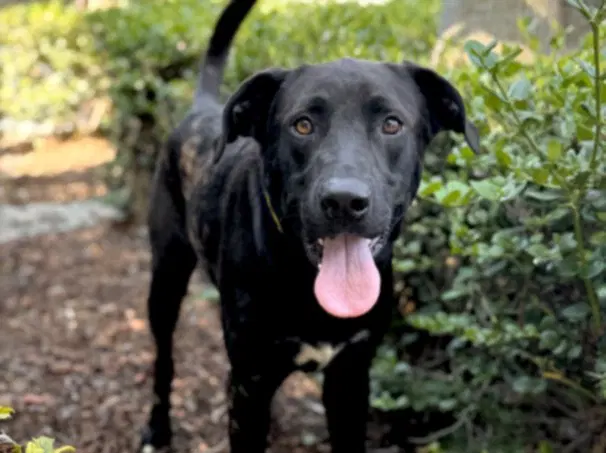 Solomon - Labrador Retriever