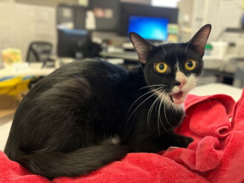 picture of the cat needing adoption
