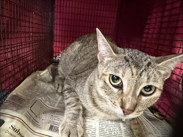 Nina - Domestic Short Hair