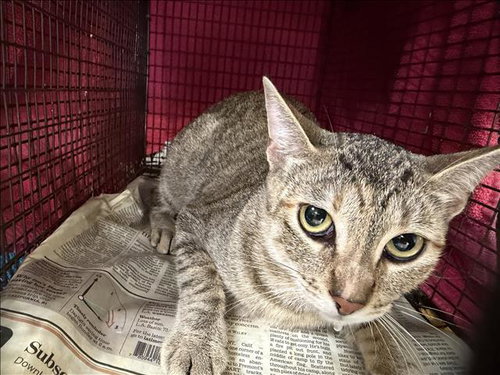 NINA, a cat for adoption from Harbor Animal Care and Control Center