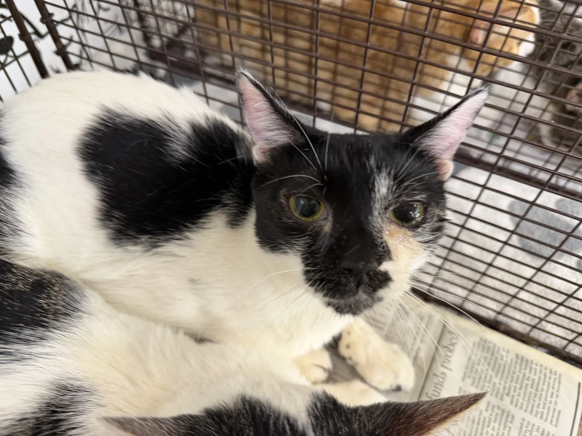 Unknown - Domestic Short Hair