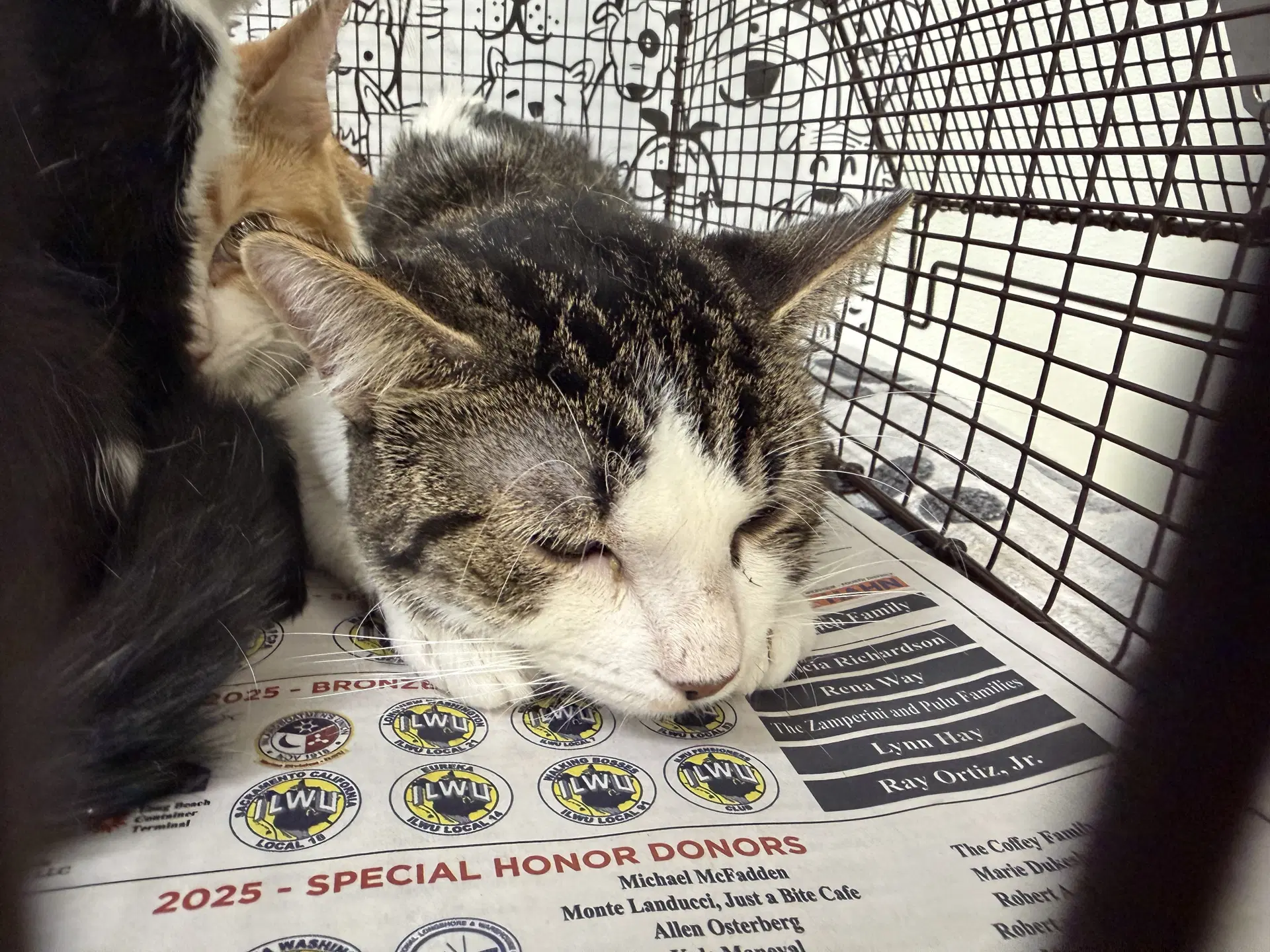 Unknown - Domestic Short Hair