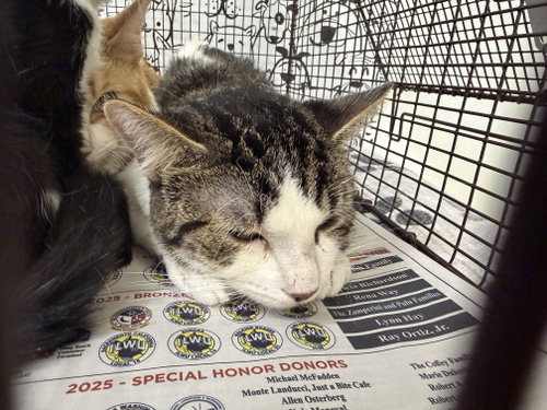 picture of the cat needing adoption