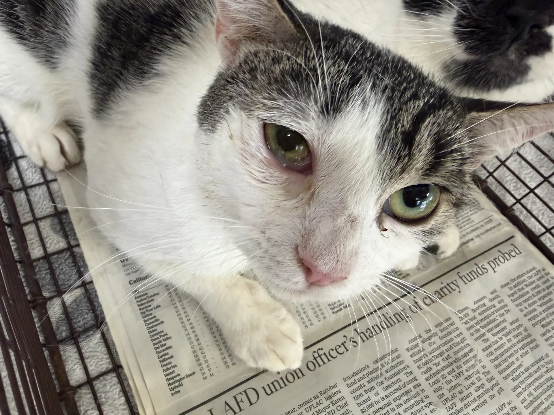 Unknown - Domestic Short Hair