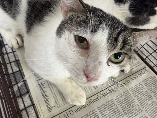 picture of the cat needing adoption