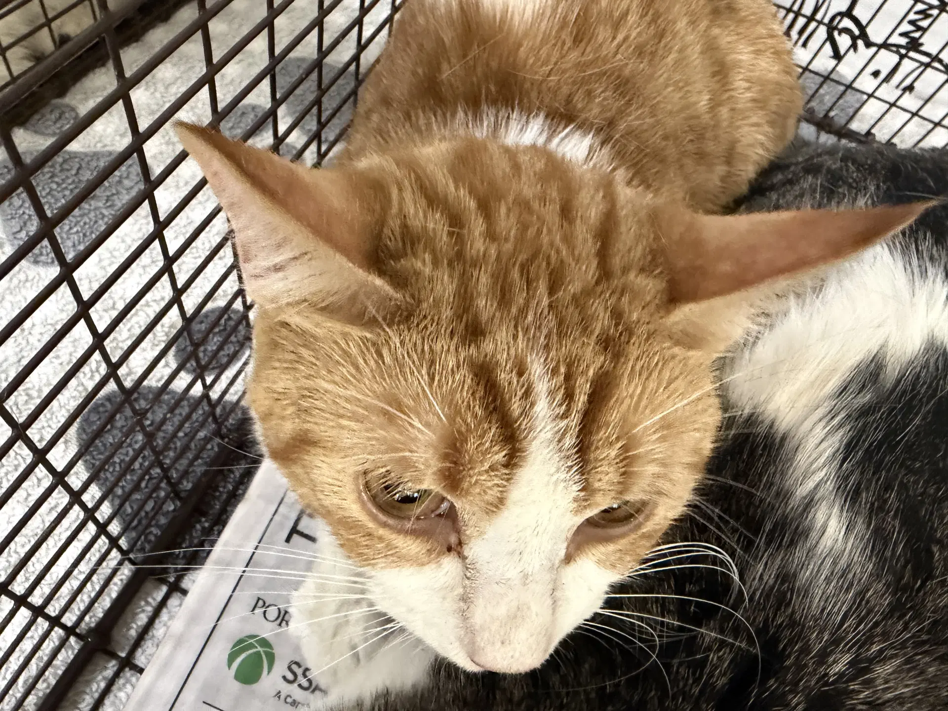 Unknown - Domestic Short Hair