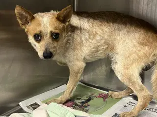 Copper - Australian Cattle Dog/Blue Heeler