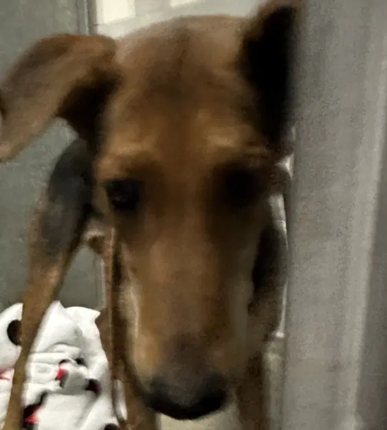 Annie - German Shepherd Dog