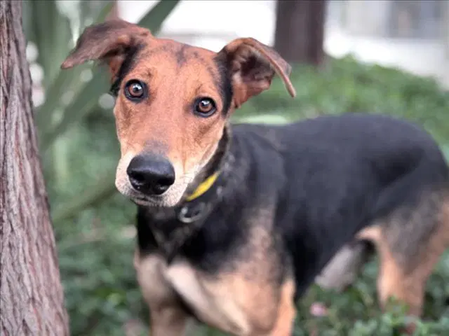 Annie - Doberman Pinscher