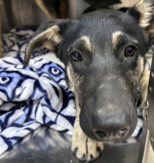 picture of the dog needing adoption