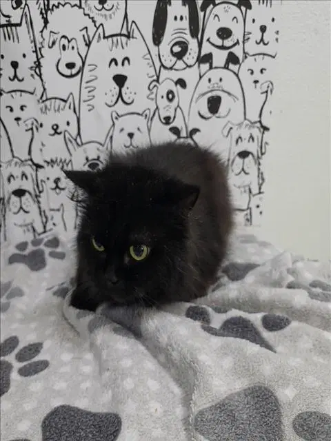 Mystque - Persian