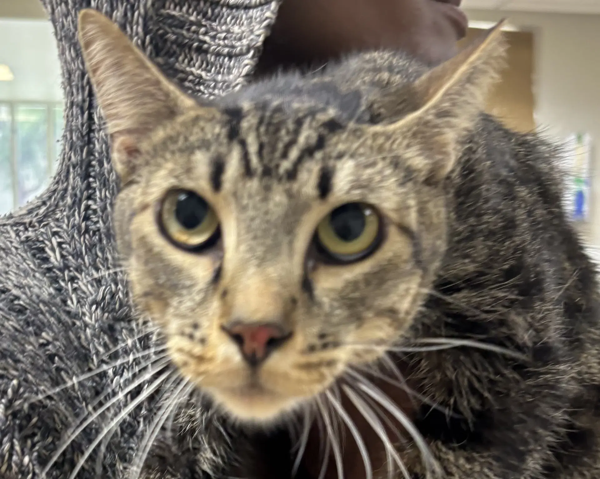 Murphy - Domestic Short Hair