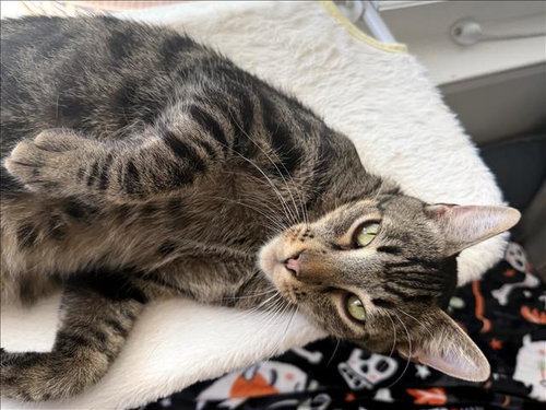 TITI, a cat for adoption from Harbor Animal Care and Control Center