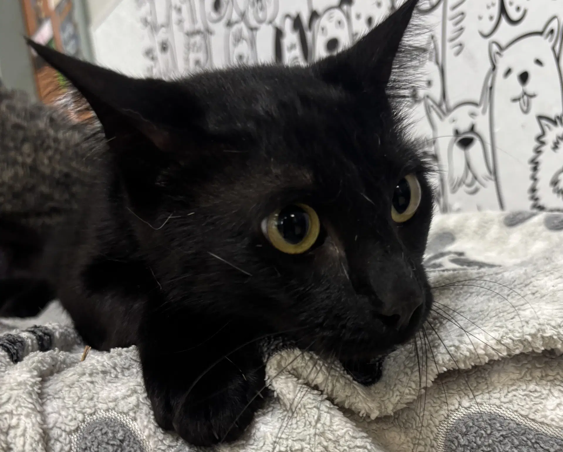 Finegin - Domestic Short Hair