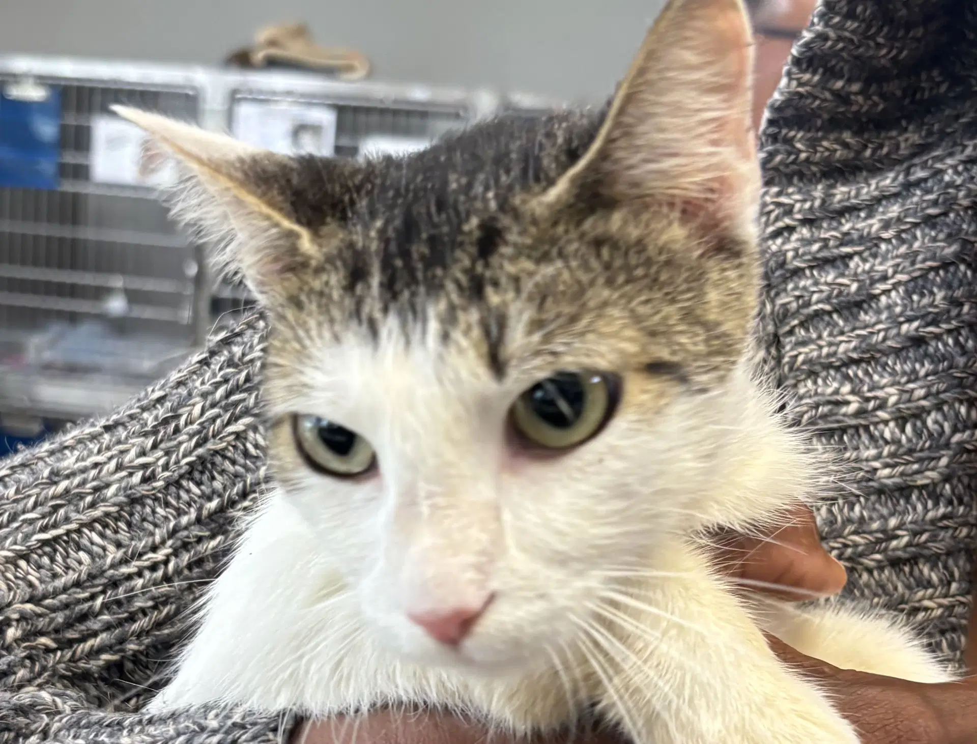 Sian - Domestic Short Hair