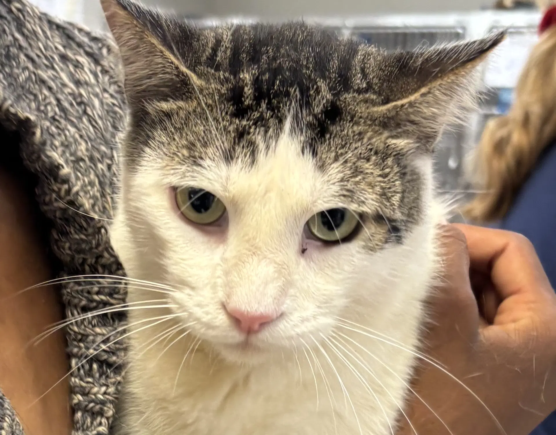 Naoise Nesha - Domestic Short Hair