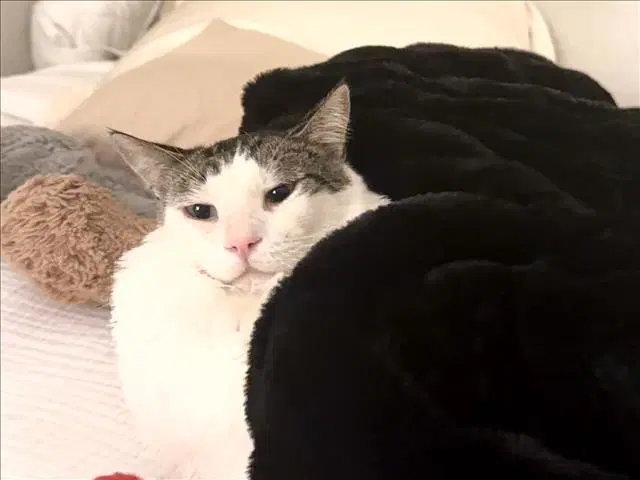 Naoise Nesha - Domestic Short Hair