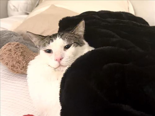 TONKA, a cat for adoption from Harbor Animal Care and Control Center